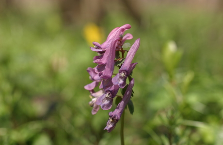 Finger-Lerchensporn (Corydalis solida) - © Emanuel Trummer Finger-Lerchensporn (Corydalis solida) - © Emanuel Trummer